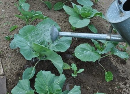 watering cabbage