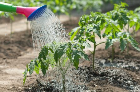 Watering tomatoes