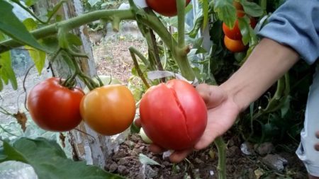 Tomatoes in the greenhouse