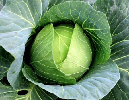 cabbage