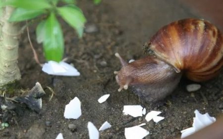 slug remedy