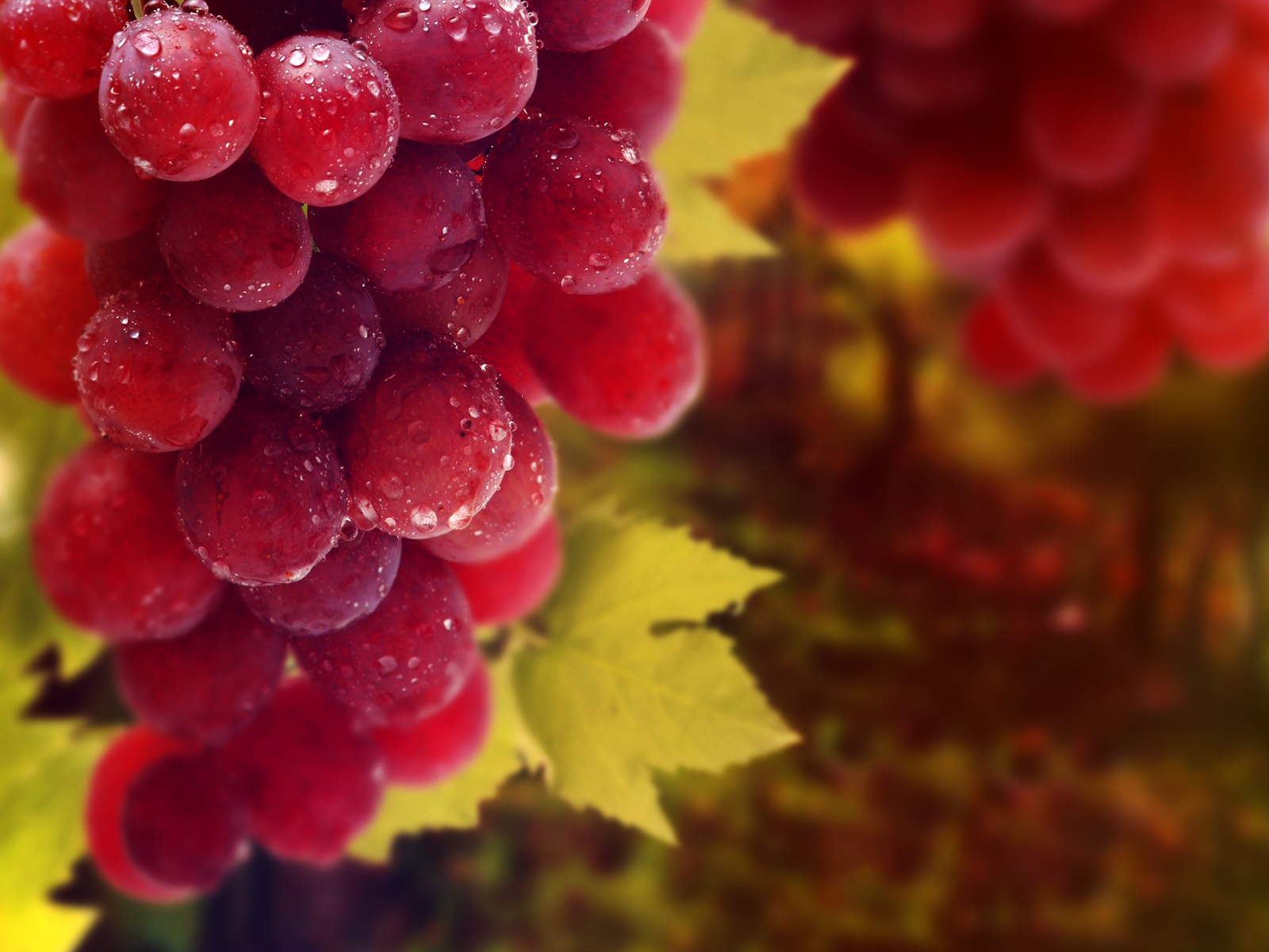 Burdak Grapes