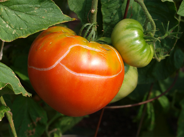 Cracked tomato