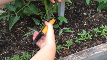 Leaf removal