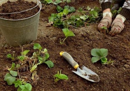 soil and strawberries