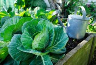 Cabbage