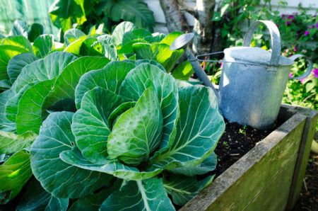 Cabbage