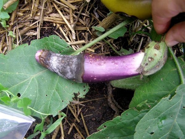 blue stricken with white rot