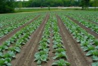 garden cabbage