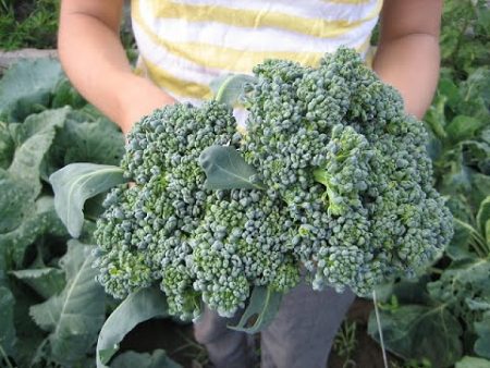 broccoli in hands
