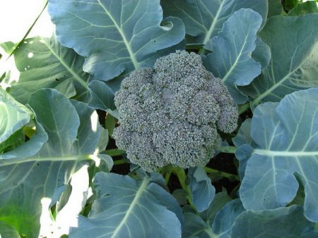 head of broccoli