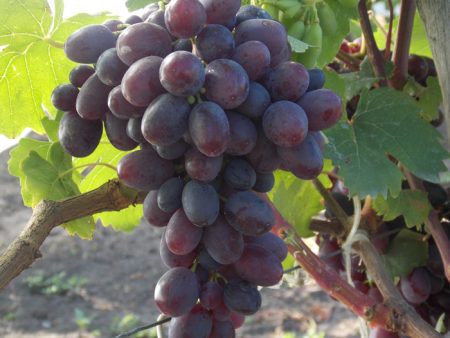 grapes on a branch