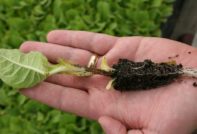 black cabbage leg