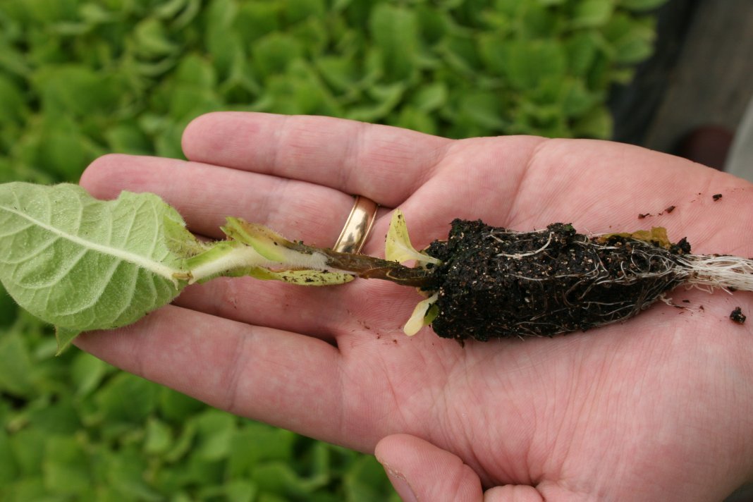 black cabbage leg
