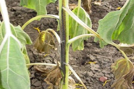 black leg of cucumber