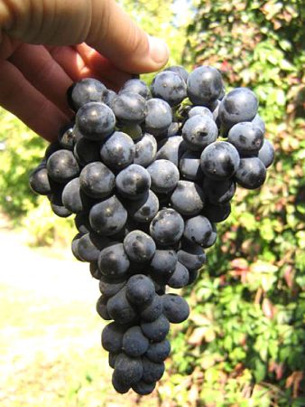 black grape