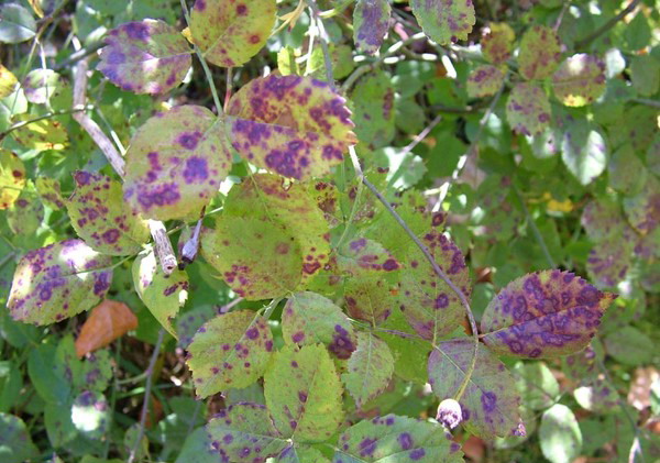 rose bush