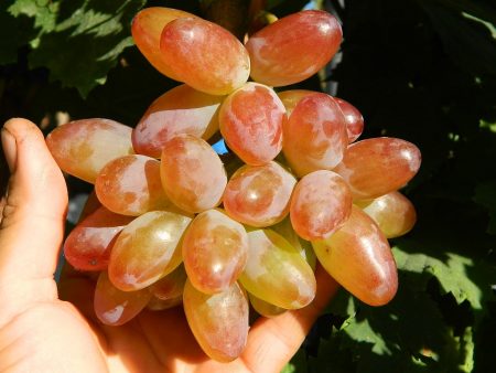 grape branch