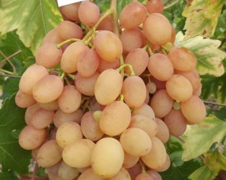 yellow grapes