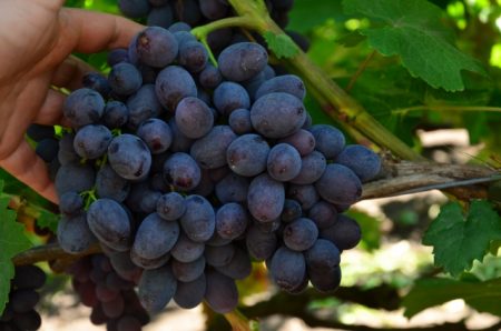 Domenic Grapes