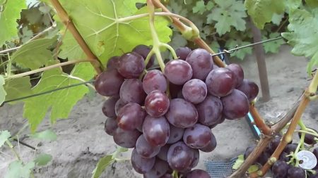 purple grapes