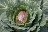 purple cabbage leaves