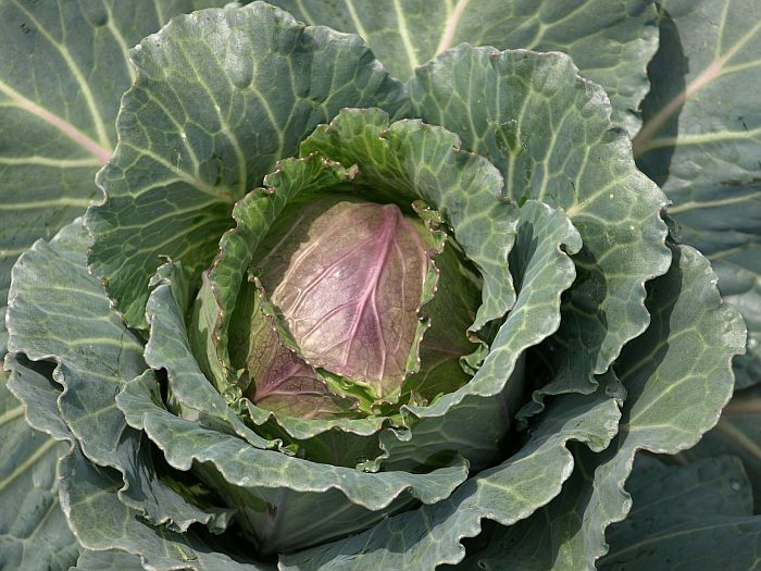purple cabbage leaves