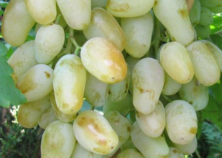 ripe grapes