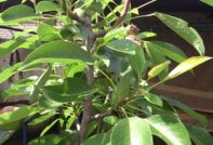 pear branches