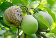 Pears rot on a tree