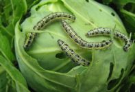 Caterpillar on the cabbage