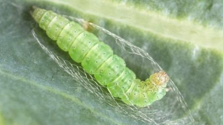 caterpillar