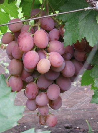 grape