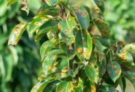 rust on pear leaves