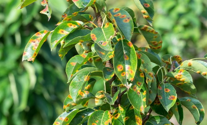 rust on pear leaves
