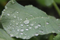drops on cabbage