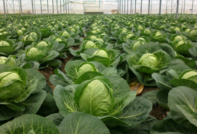 Cabbage