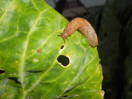 Slug