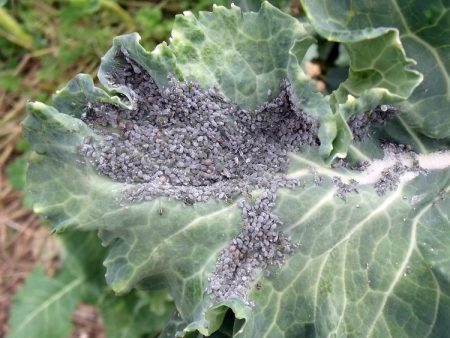 Aphid