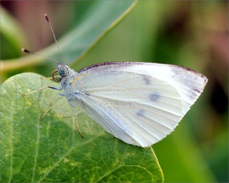 Cabbage White