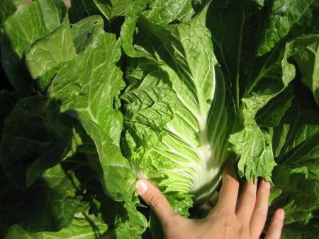 Chinese cabbage