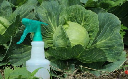 Cabbage processing