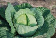 Cabbage