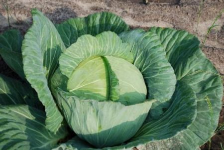 Cabbage