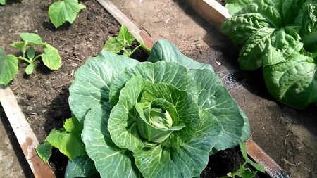 cabbage
