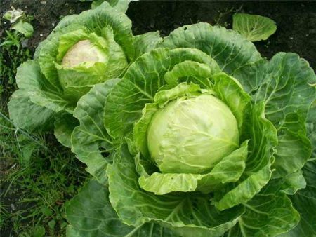 cabbage