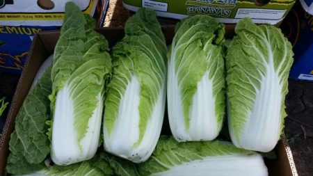 cabbage
