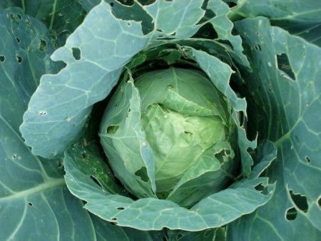 cabbage in the holes