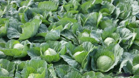 garden cabbage