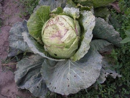fried cabbage